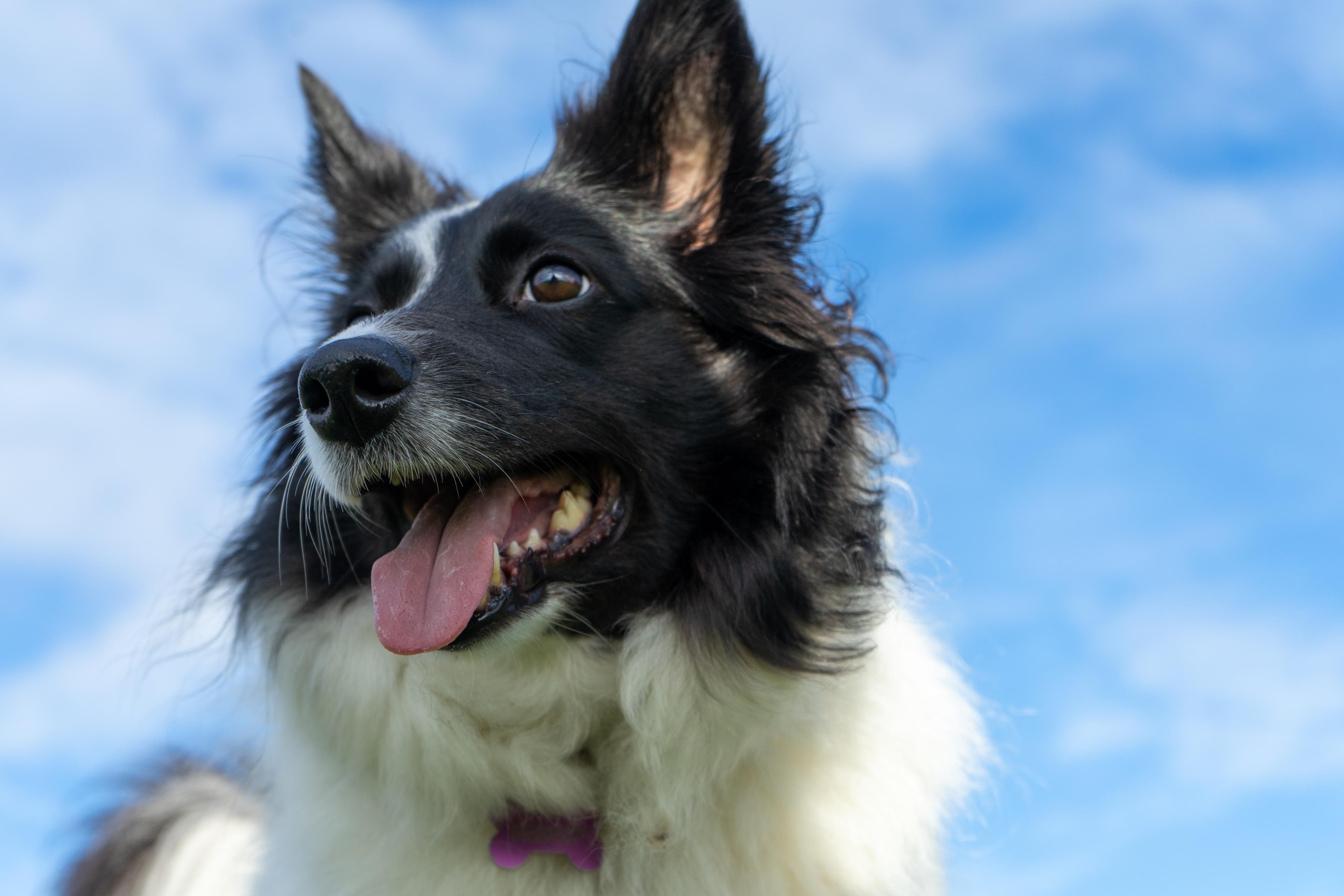 What To Do If Your Dog Gets Heatstroke
