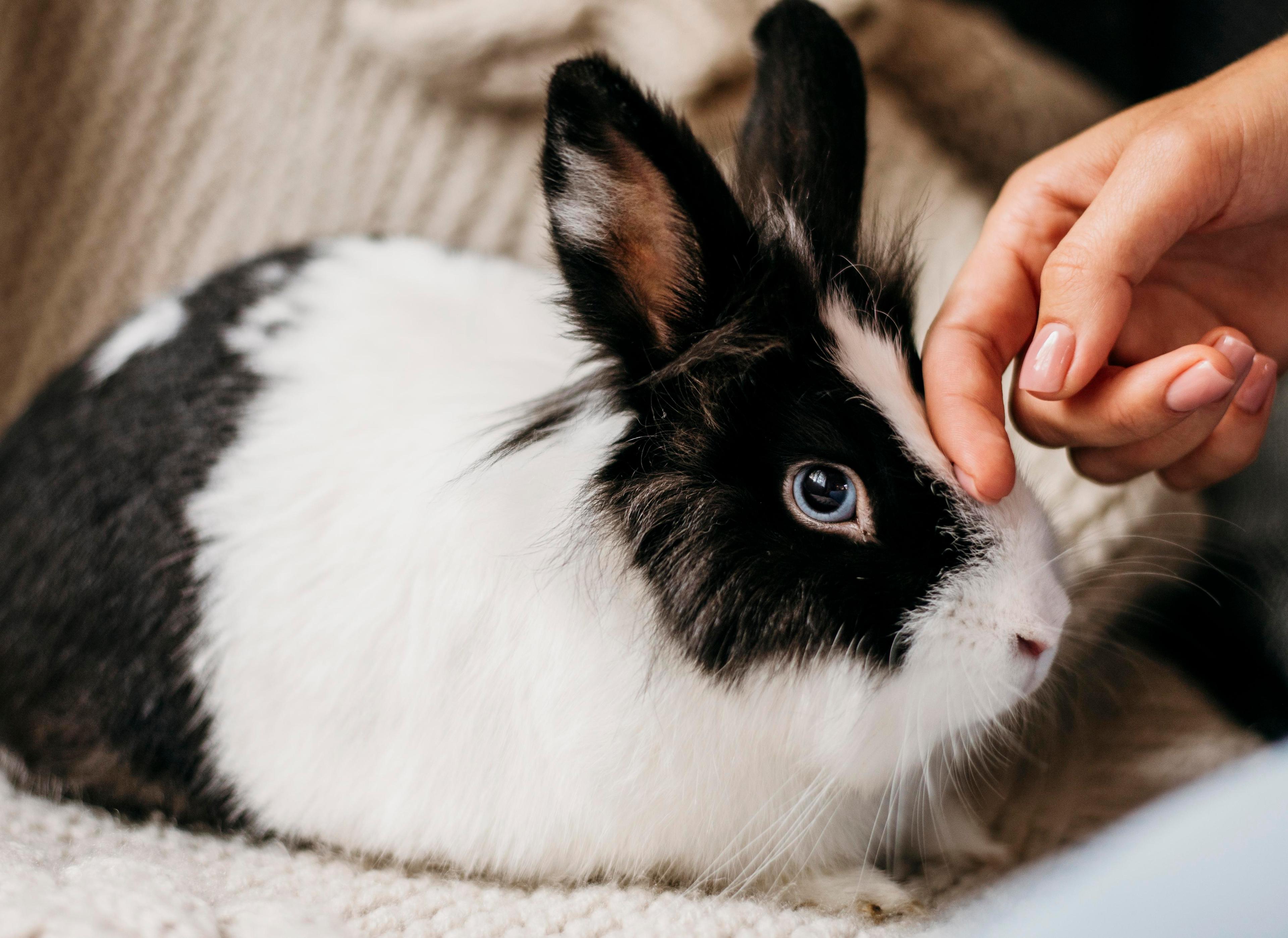 How to Prevent Hairballs in Rabbits & Guinea Pigs