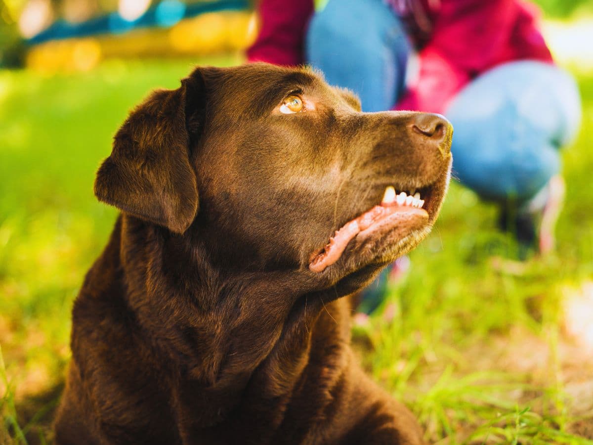 6 Signs Your Dog is Overdue for a Dental Check