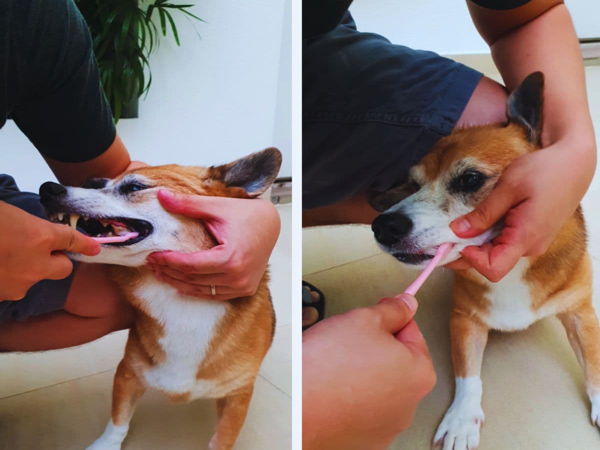 Handy Guide: How To Brush Your Pet's Teeth