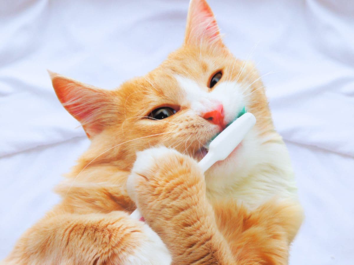 5 Reasons Why Brushing Your Pet’s Teeth Pays Off