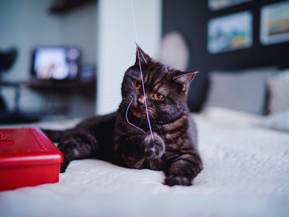Did Your Dog or Cat Swallow Something They Shouldn't?