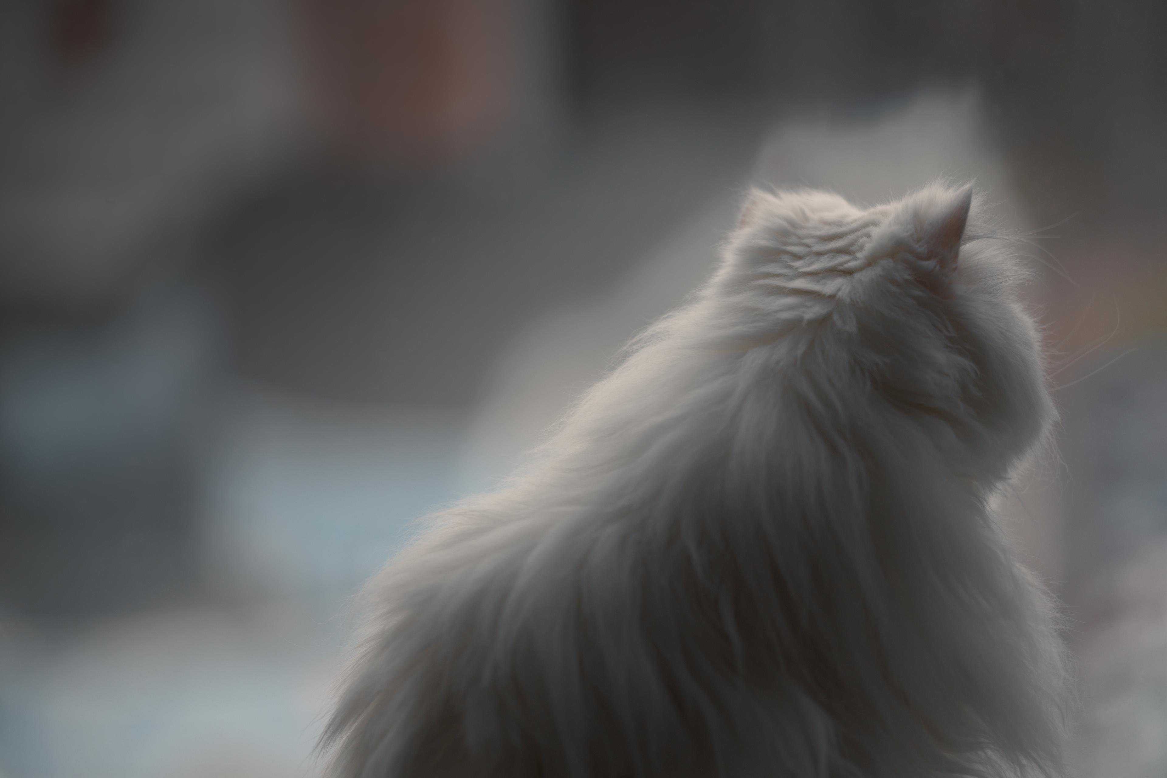 Haze in Singapore: How to Protect Your Pet