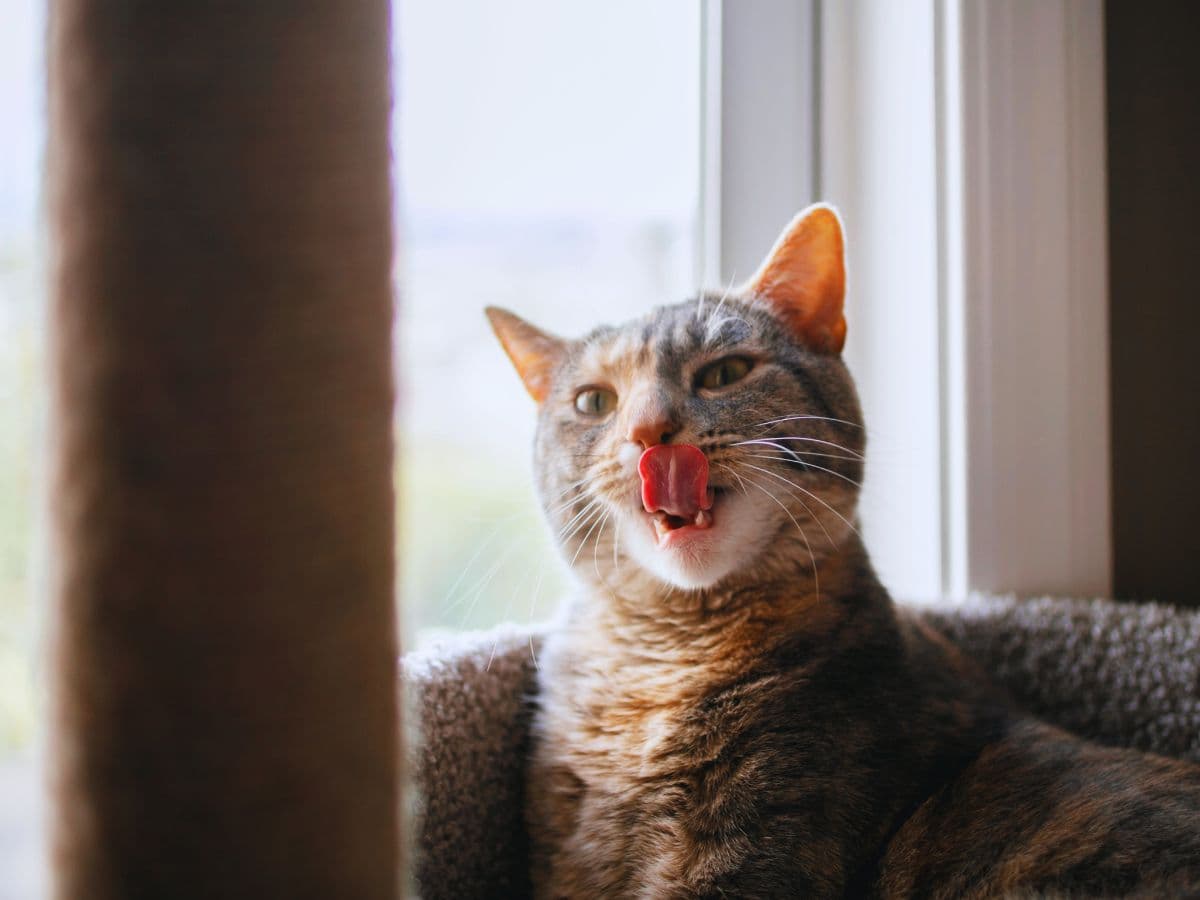 3 Most Common Dental Diseases in Cats