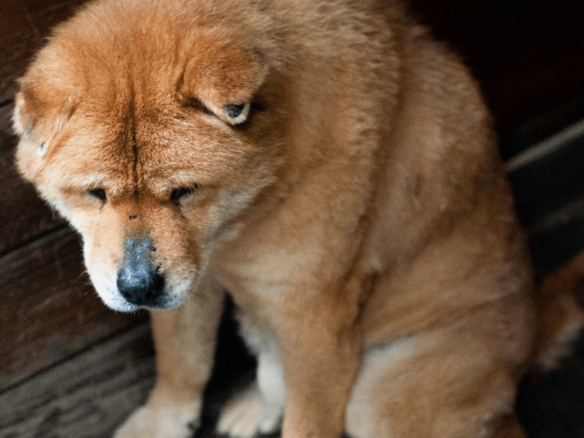 Bloat Isn’t Always Obvious in Dogs