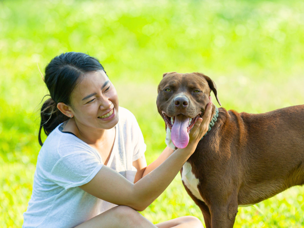 Blood Donation for Dogs: Why It Matters & How to Help
