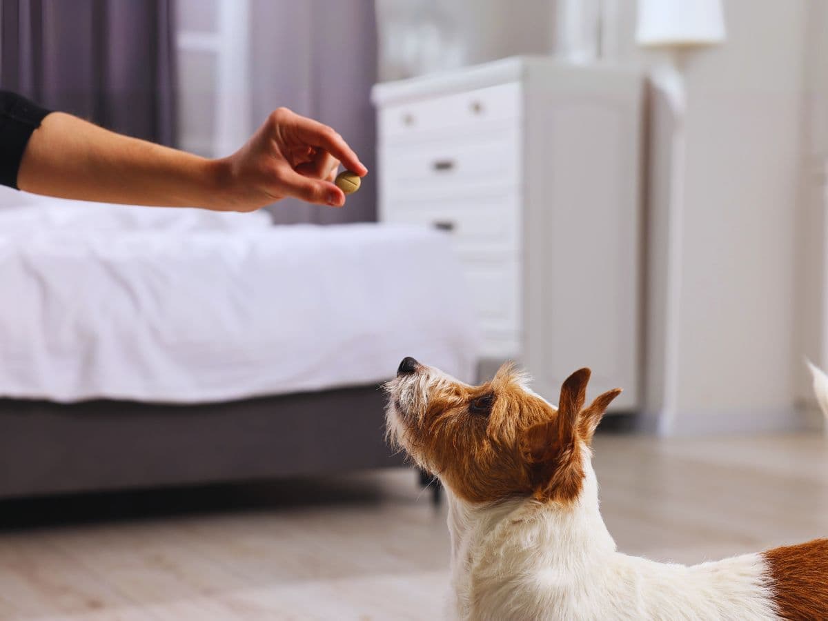 Handy Guide: How To Feed Your Dog Pills
