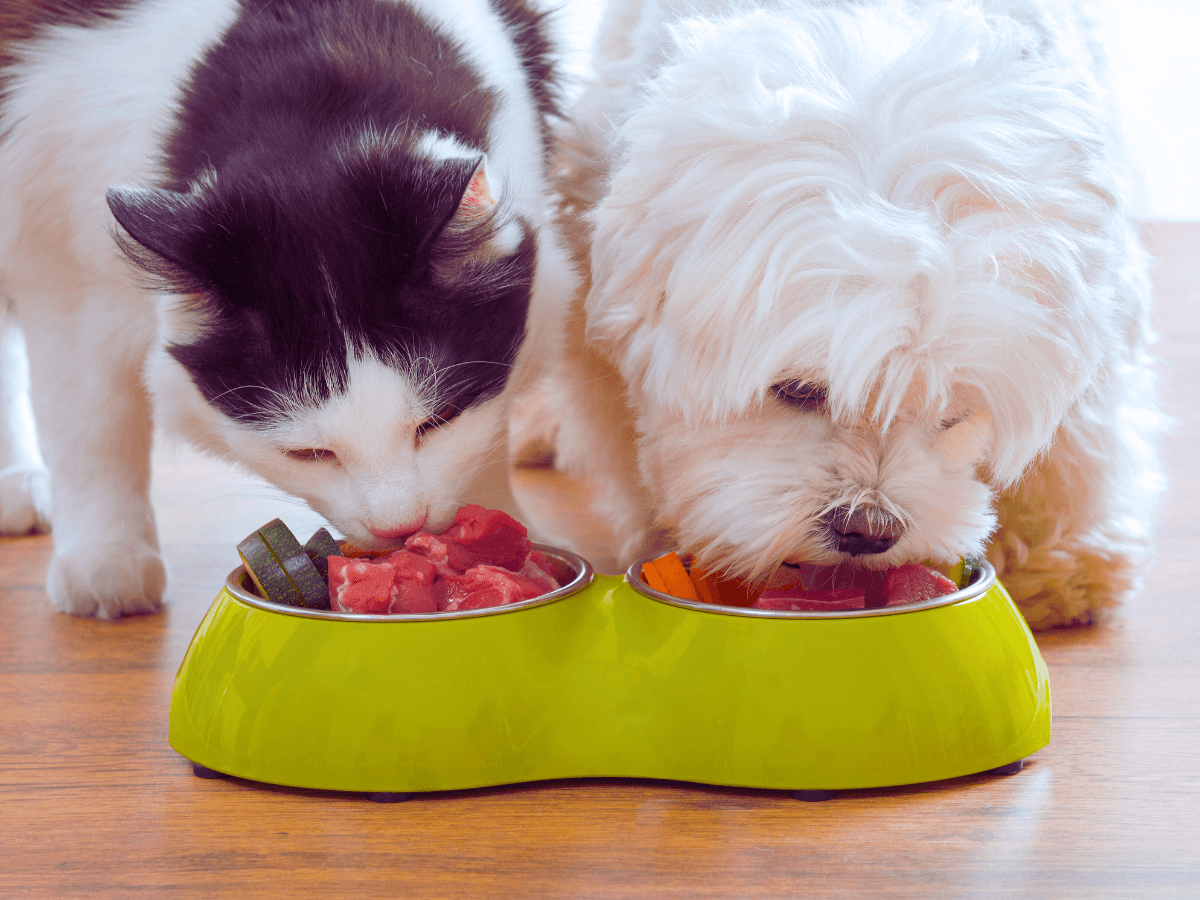 Thinking of Feeding Your Pet a Raw Diet? Read this first. 