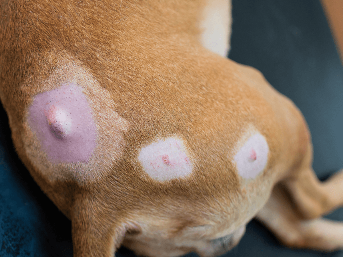 Lumps and Bumps in Dogs and Cats