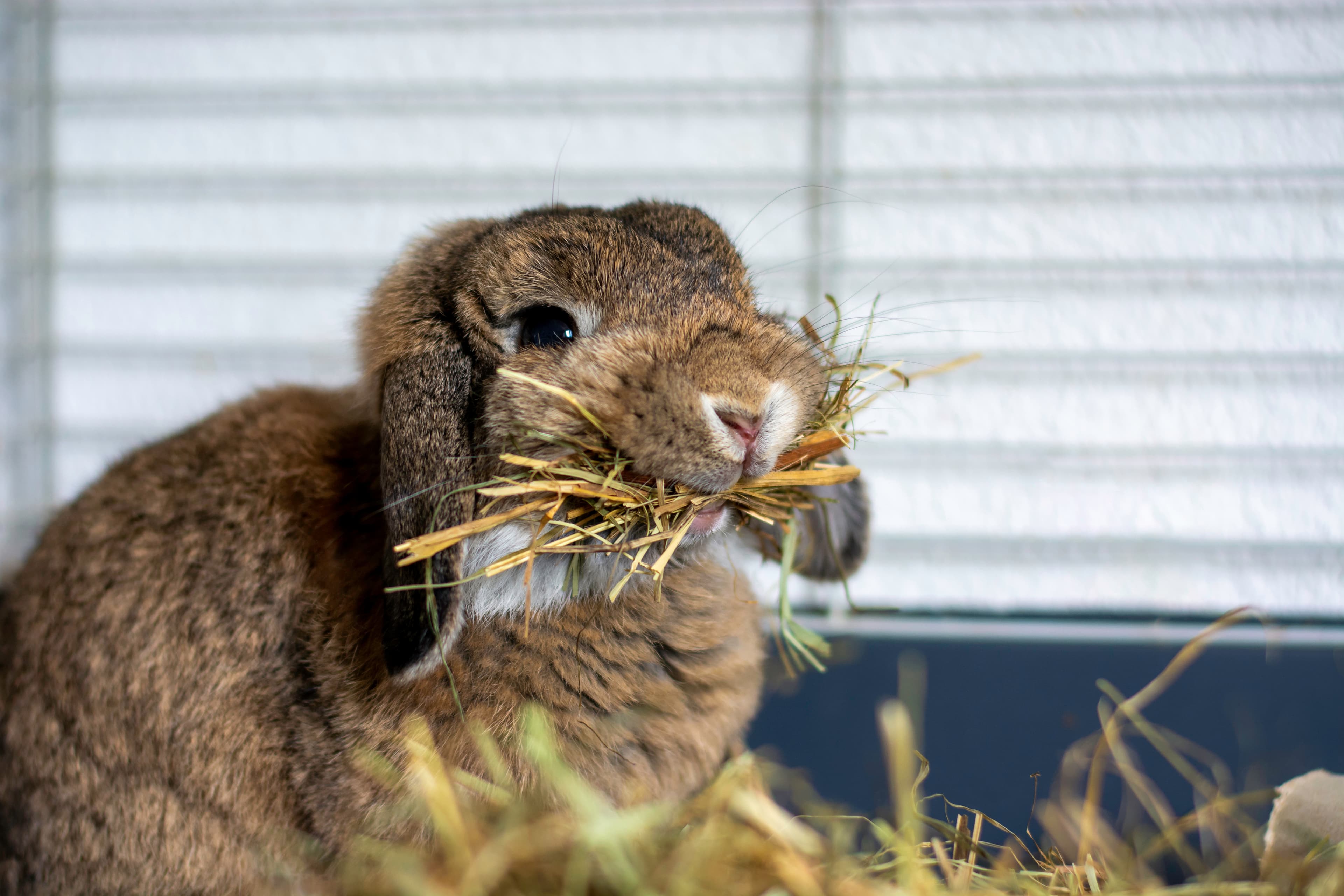 Rabbit Dental Problems: What Overgrown Teeth Are Hiding