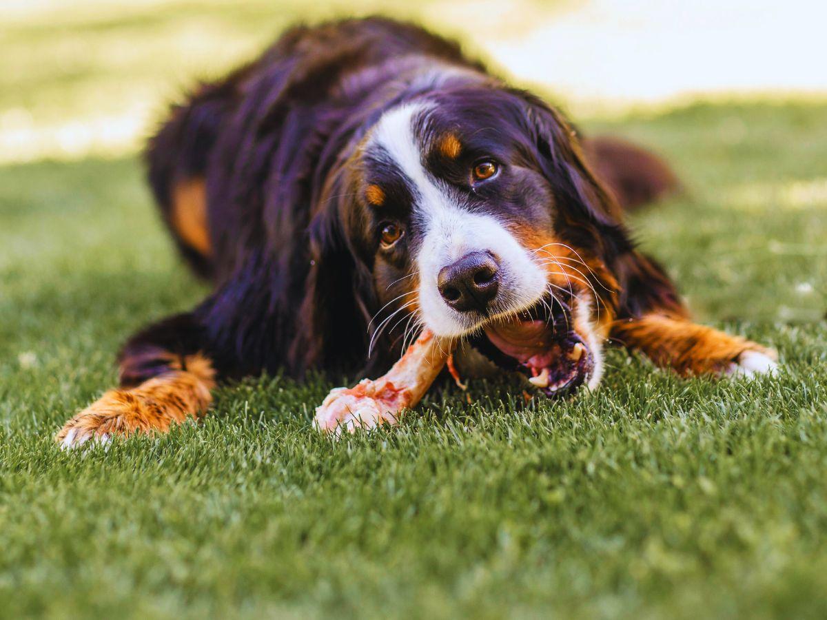3 Signs To Watch After Feeding Your Pet A Bone