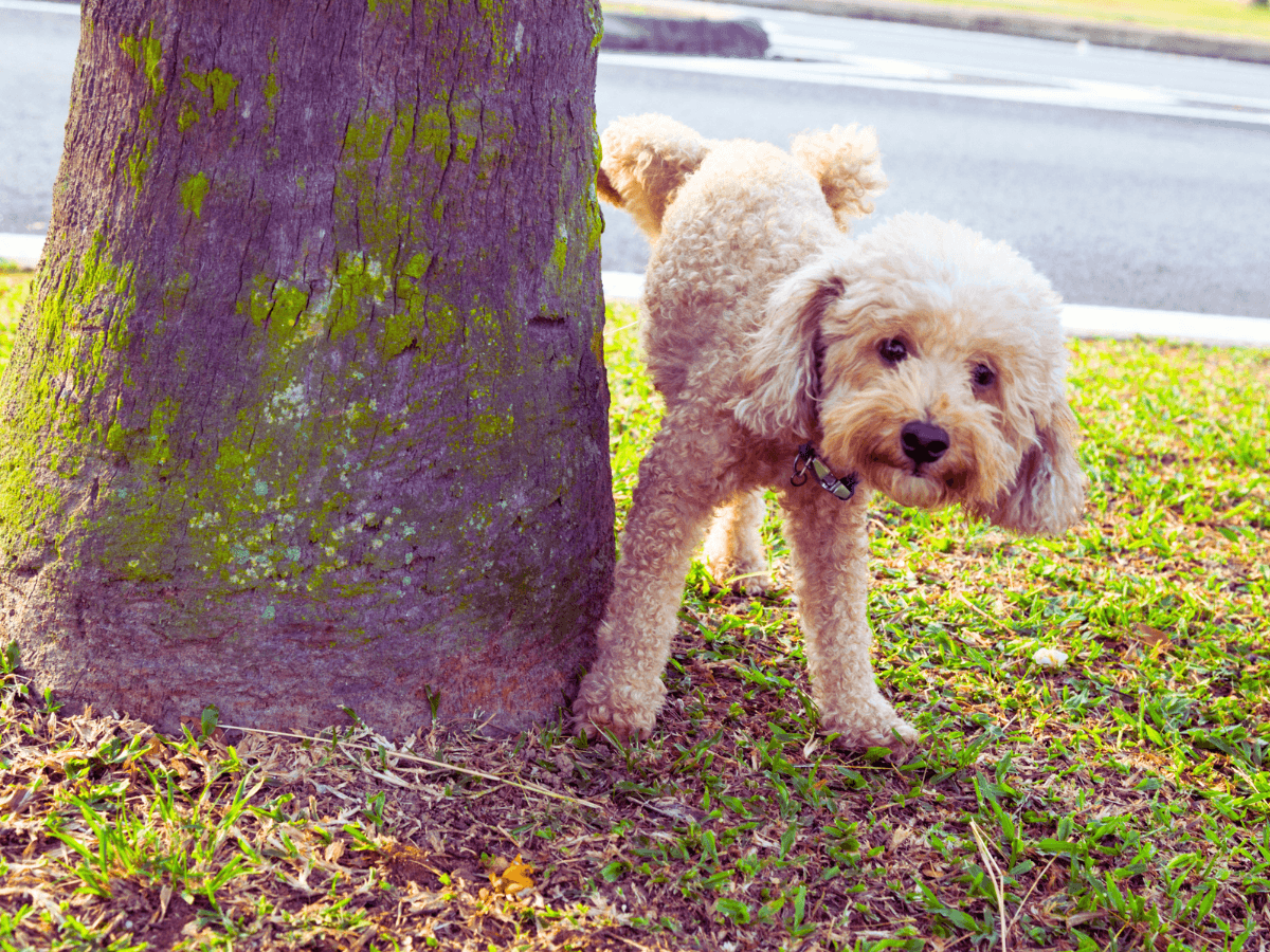 It’s Not “Just Peeing More” - UTIs in dogs