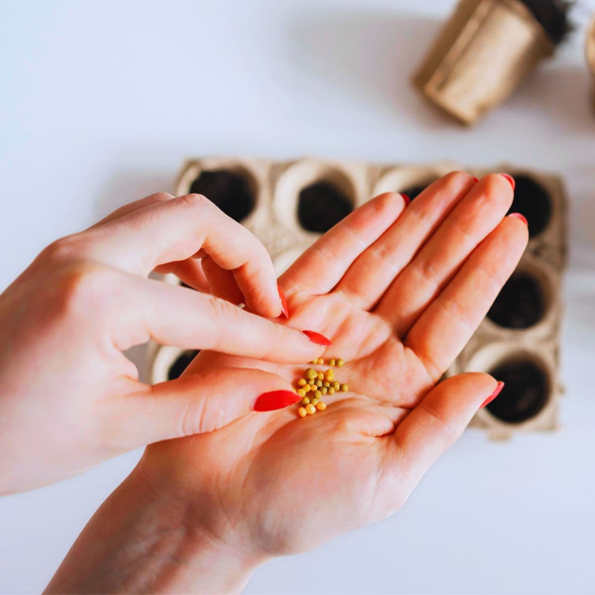 Handy Guide: How To Sprout Seeds For Your Pet Bird