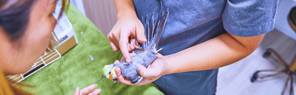 9_Bird_Care